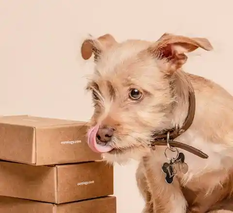 Perro junto a cajas de un envío
