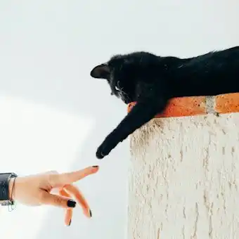Mujer y gato dándose la mano