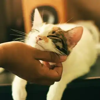 Gato blanco y marrón