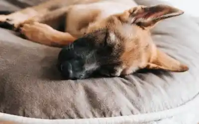 Perro durmiendo en su cama