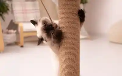Gato usando un rascador