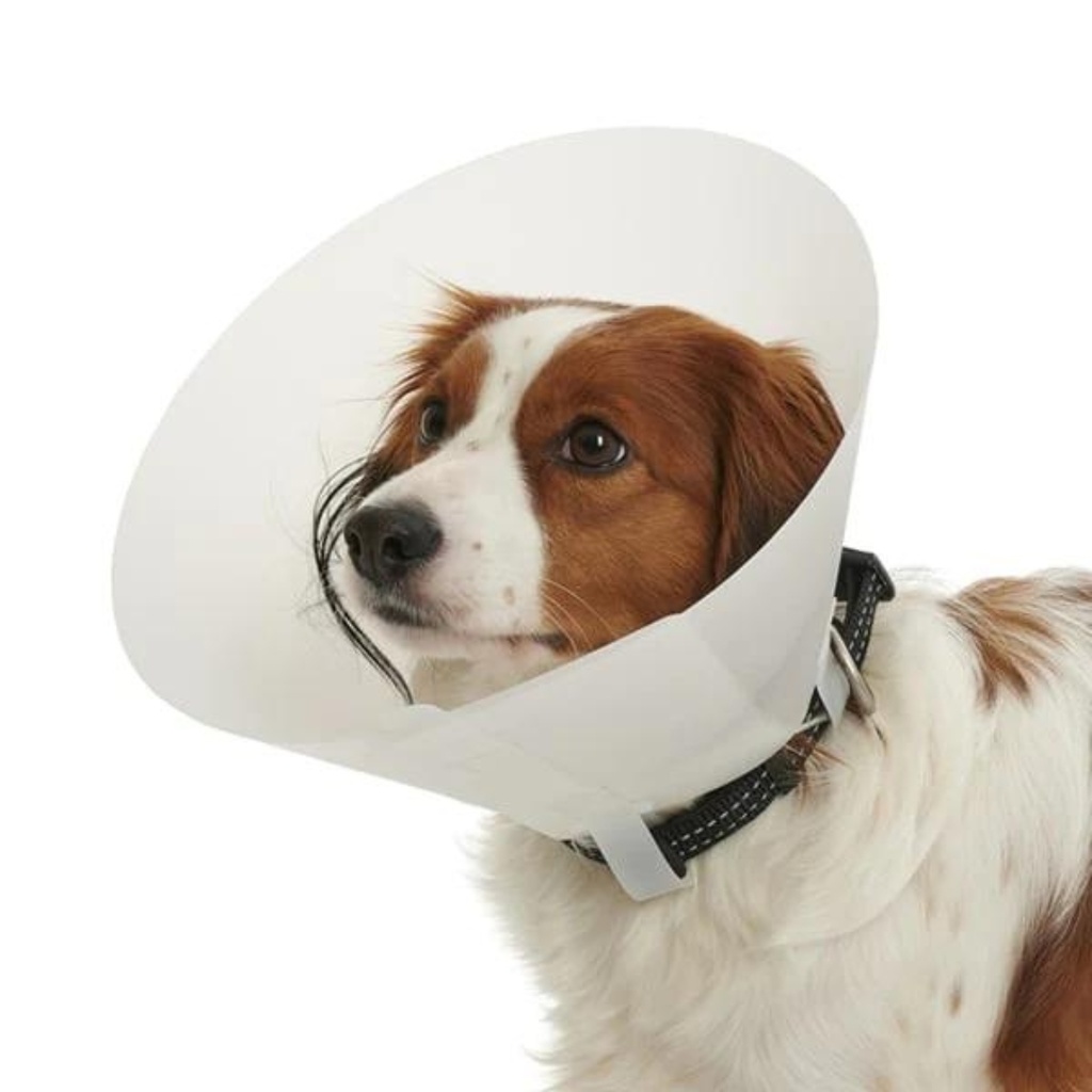 Collar isabelino standard N-2